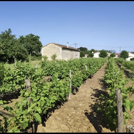 Le Petit Vignoble - Maison Vigneronne Et Vigne Savigne