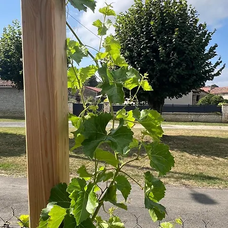 Le Petit Vignoble - Maison Vigneronne Et Vigne